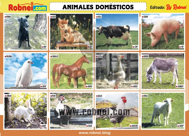 Lamina de ANIMALES DOMESTICOS