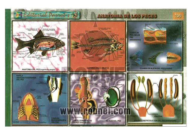 Lamina de Anatomia De Los Peces 196