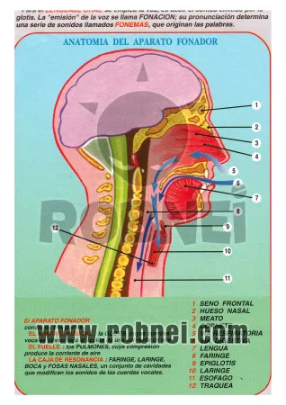 Lamina de Anatomia Del Aparto Fonador