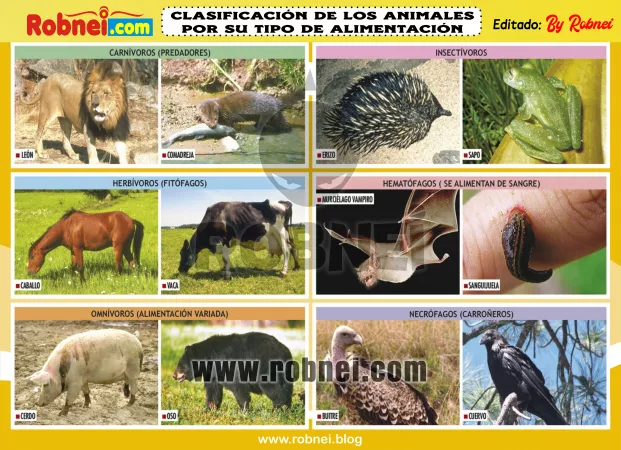 Lamina de CLASIFICACION DE LOS ANIMALES POR SU TIPO DE ALIMENTACION 1