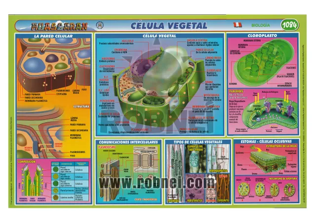 Celula-Vegetal-1084