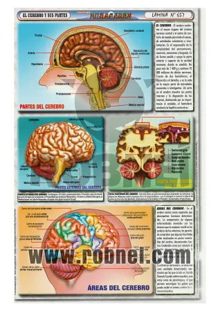 Lamina de Cerebro Y Sus Partes 657