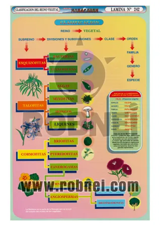 Clasificacion-Del-Reino-Vegetal-242