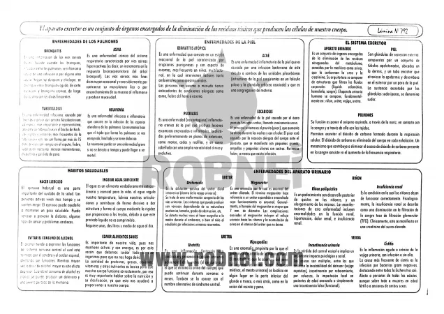 Lamina de ENFERMEDADES DEL SISTEMA EXCRETOR con texto