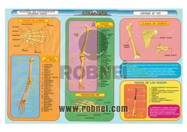 Lamina de Funcion De Locomocion Del Sistema Oseo 715