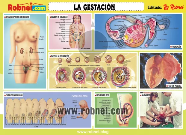 Lamina de LA GESTACION