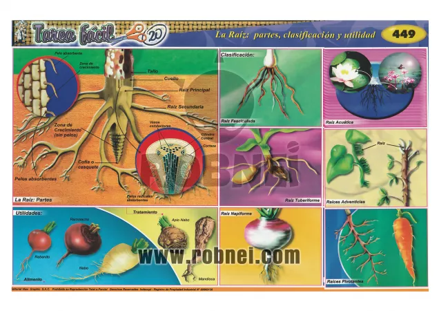 LA-RAIZ-PARTES-CLASIFICACION-Y-UTILIDAD
