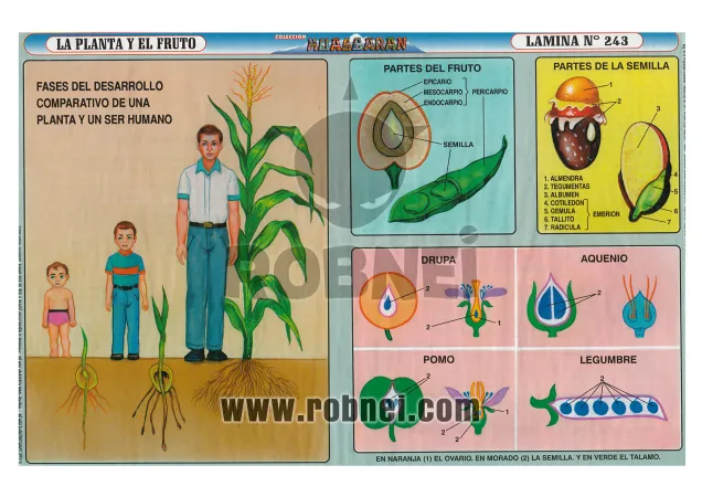 Lamina de La Planta Y El Fruto 243