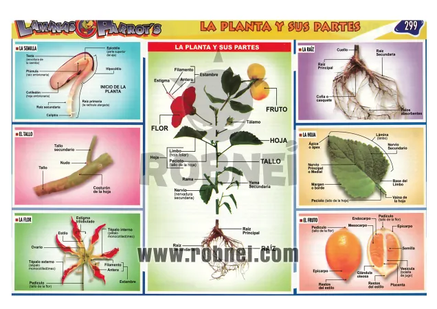 Lamina de La Planta Y Sus Partes 299