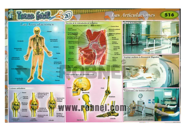 Lamina de Las Articulaciones 516