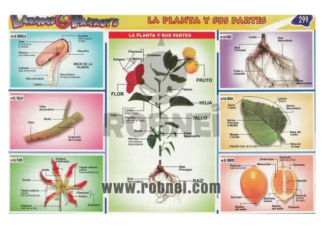 Lamina de Plantas Y Sus Partes 299