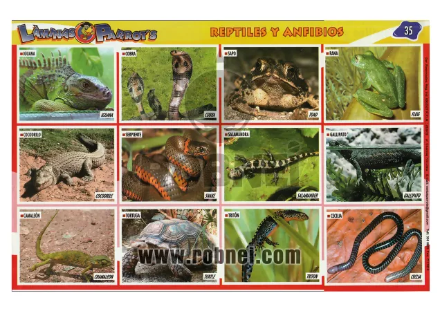 Lamina de Reptiles Y Anfibios 35