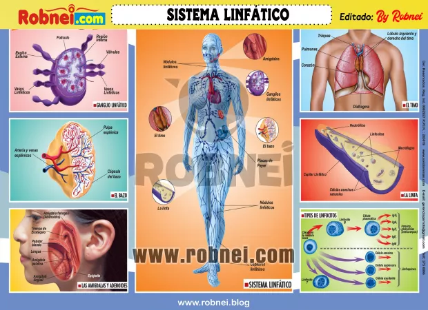 Lamina de SISTEMA LINFATICO 1