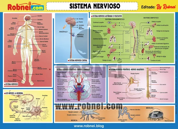 Lamina de SISTEMA NERVIOSO