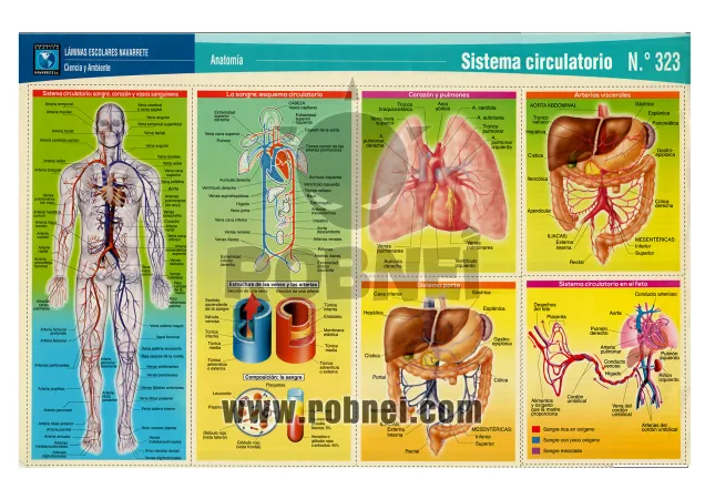 Lamina de Sistema Circulatorio 323