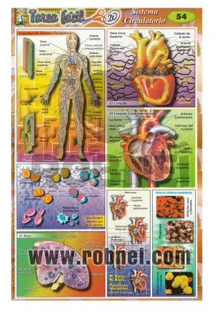 Lamina de Sistema Circulatorio 54