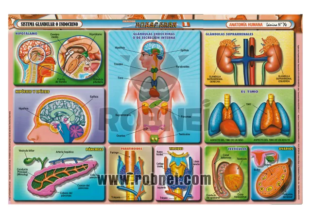 Lamina de Sistema Endocrino O Glandular 74