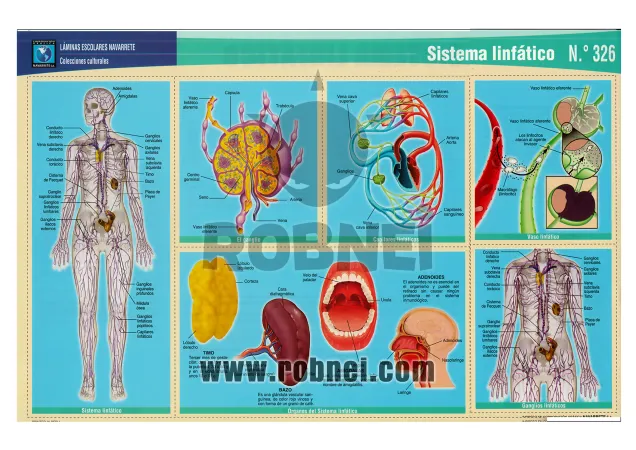 Lamina de Sistema Linfatico 326