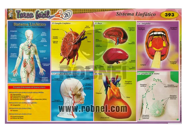 Sistema-Linfatico-393