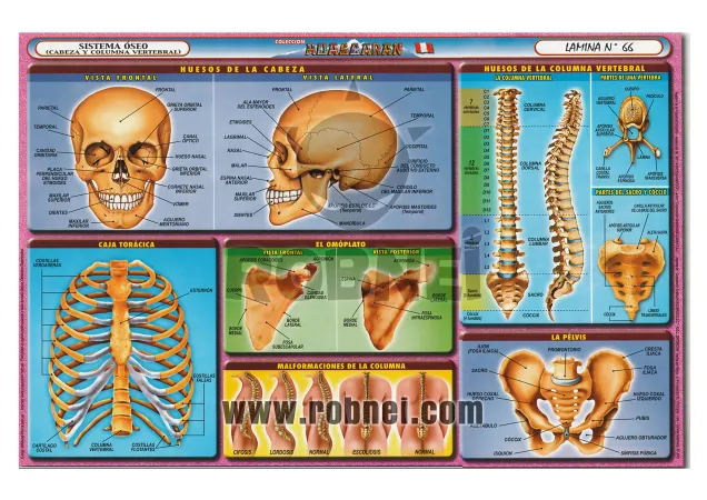 Lamina de Sistema Oseo Cabeza Y Columna 66