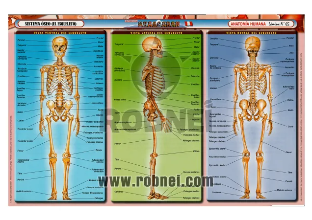 Sistema-Oseo-Esqueleto-65