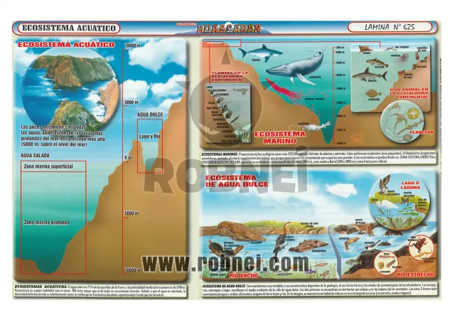 Lamina de ECOSISTEMA ACUATICO