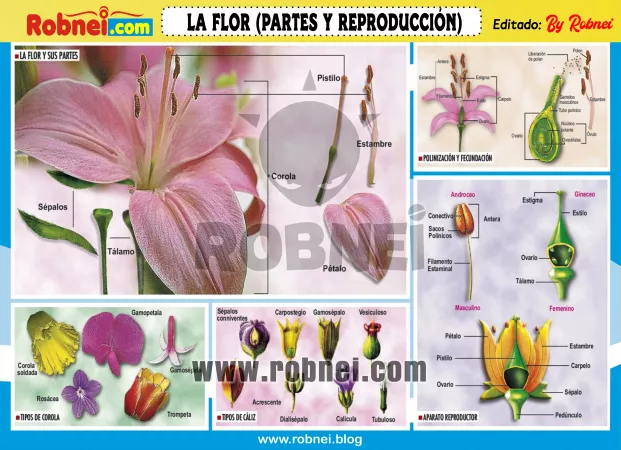 LA-FLOR-PARTES-Y-REPRODUCCION