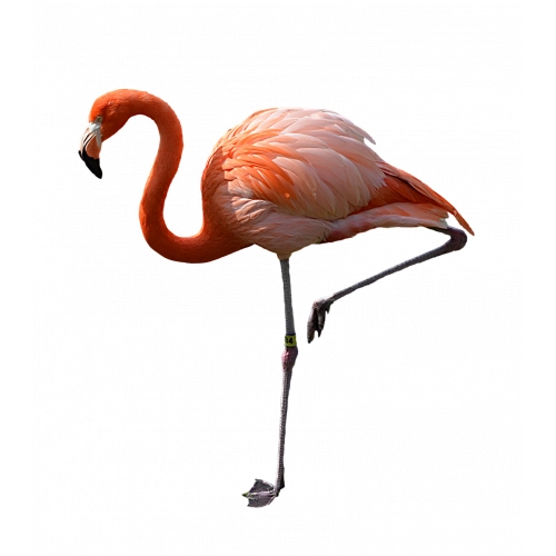 Flamingo05