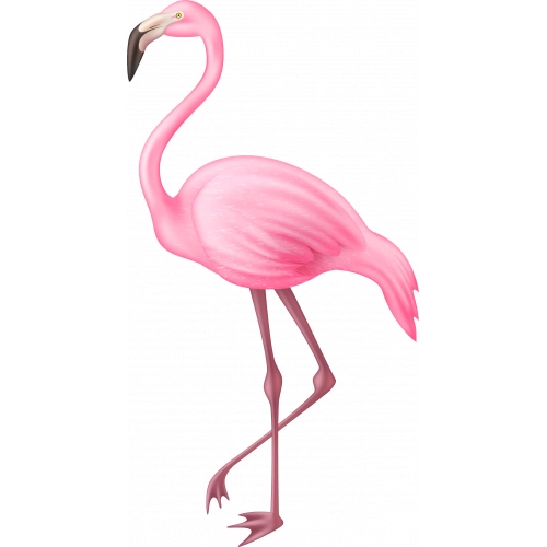 Flamingo13 A