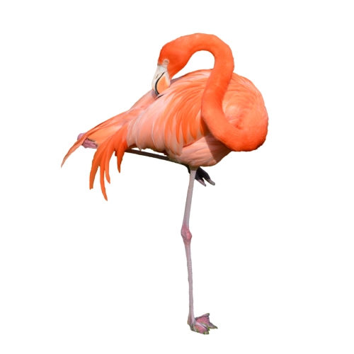 Flamingo17