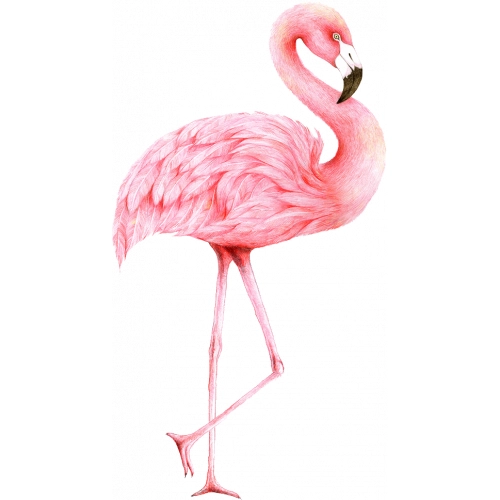 Flamingo18