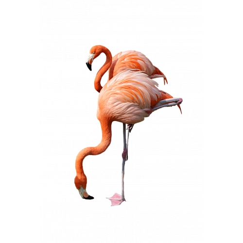 Flamingo19