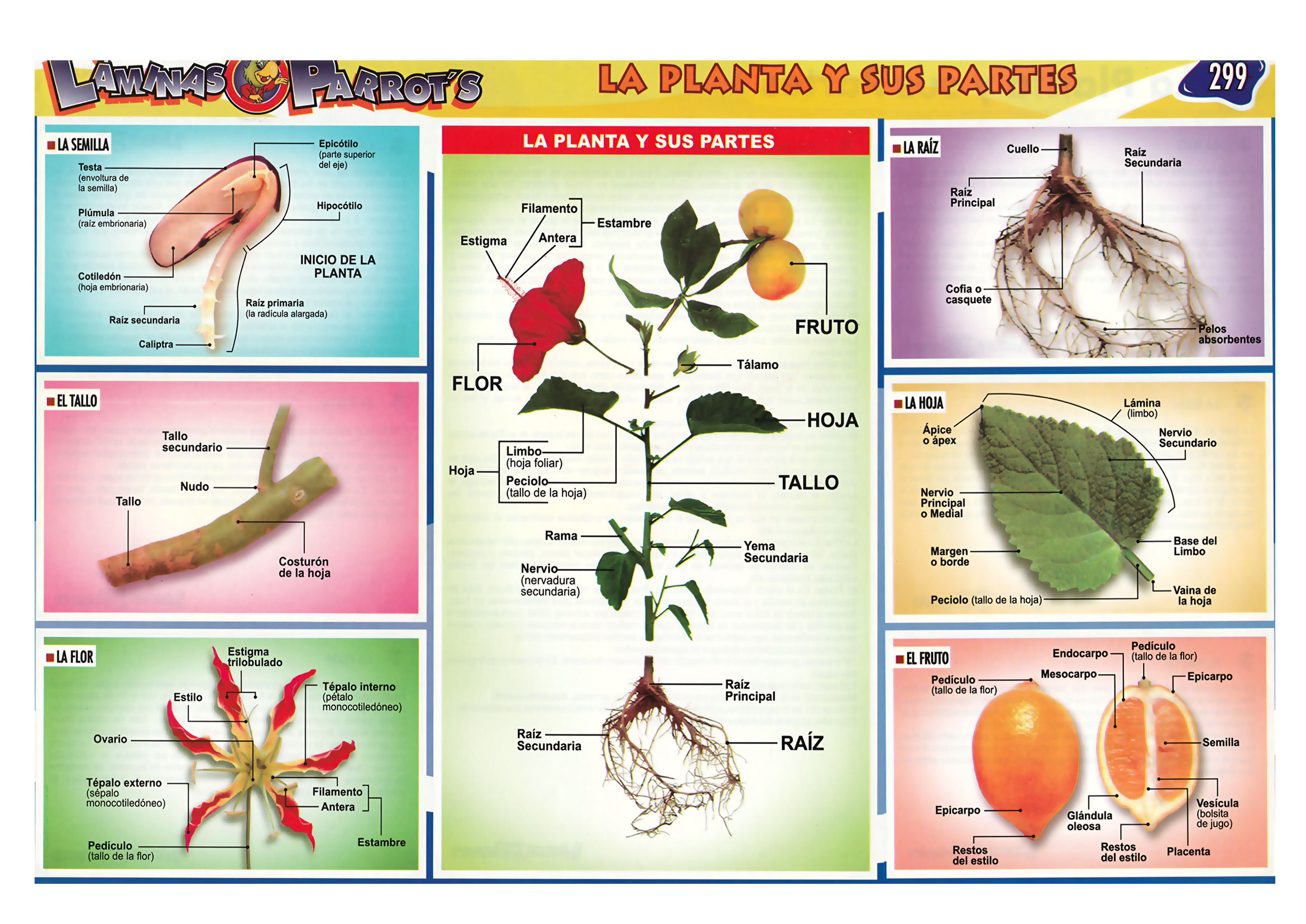 Descargar Lamina Escolar De La Planta Y Sus Partes Robnei