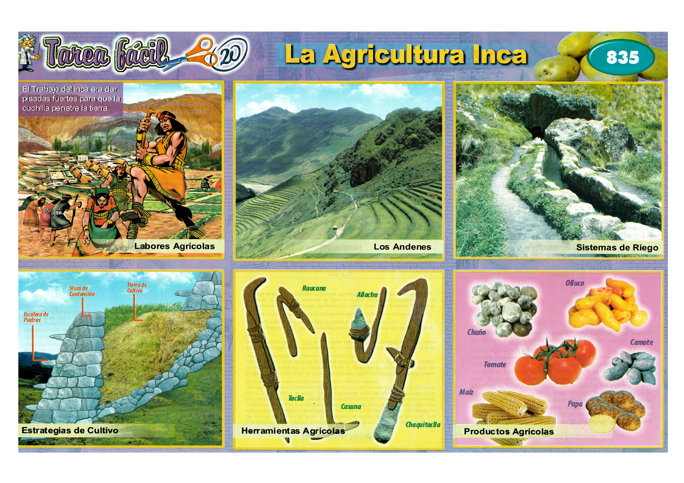 Descargar Lamina Escolar De La Agricultura Inca Robnei