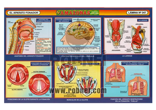 Lamina de Aparato Fonador 347