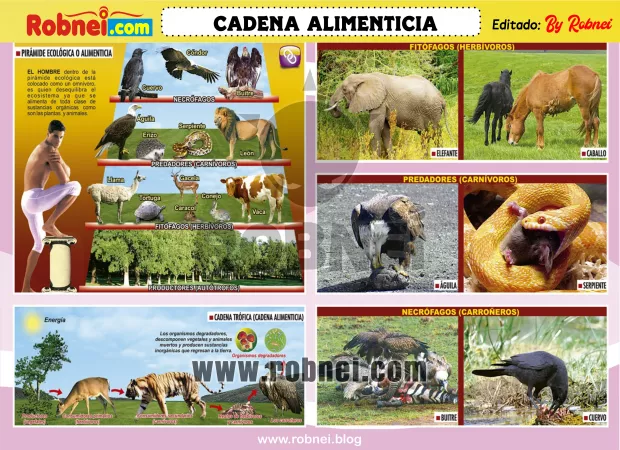 Lamina de CADENA ALIMENTICIA