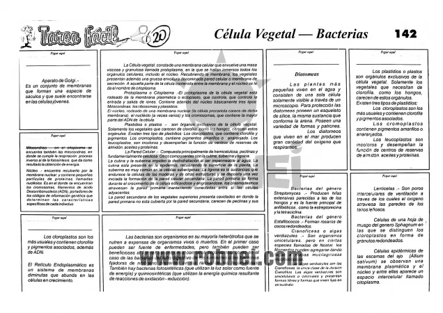 Lamina de CELULA VEGETAL BACTERIAS con texto