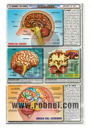 Lamina de CEREBRO Y SUS PARTES