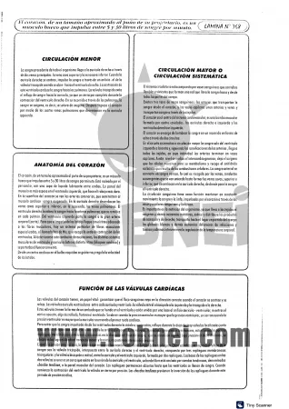 Lamina de CIRCULACION MAYOR Y MENOR con texto