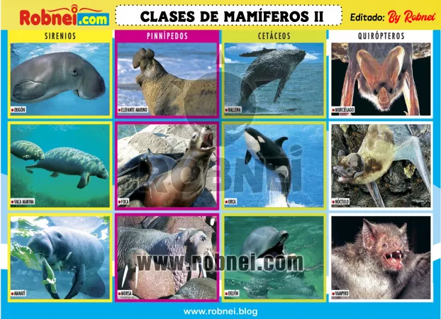 Lamina de CLASES DE MAMIFEROS 2