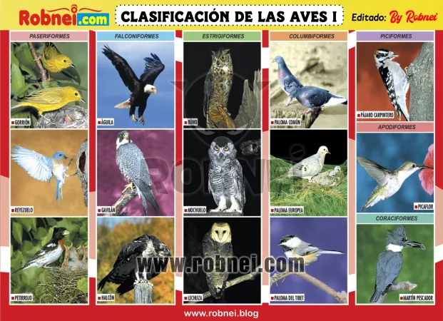 Lamina de CLASIFICACION DE LAS AVES 1