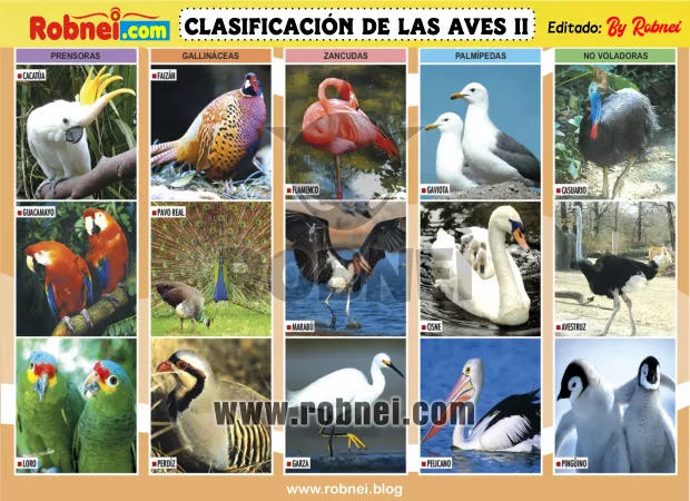 Lamina de CLASIFICACION DE LAS AVES 2