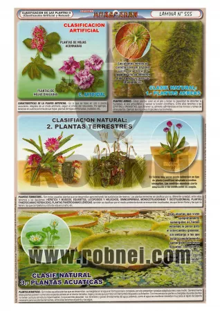 Lamina de CLASIFICACION DE LAS PLANTAS