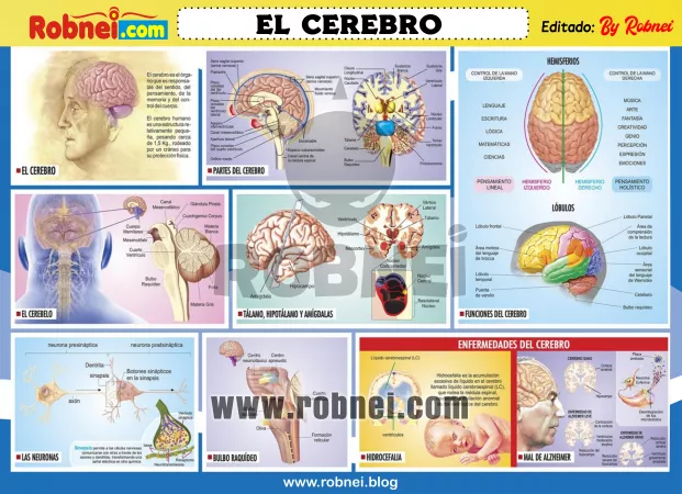 Lamina de EL CEREBRO