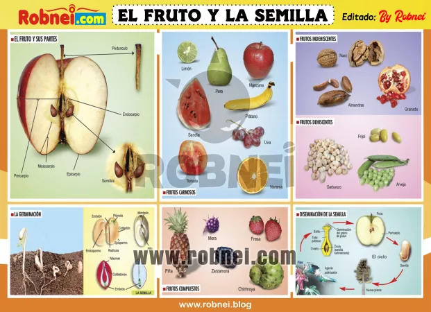 Lamina de EL FRUTO Y LA SEMILLA