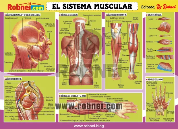 Lamina de EL SISTEMA MUSCULAR