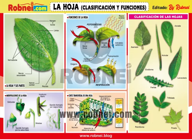 LA-HOJA-CLASIFICACION-Y-FUNCIONES