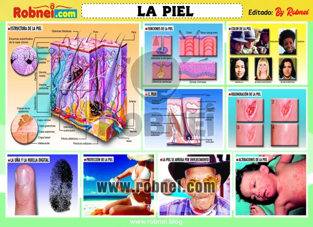 LA-PIEL