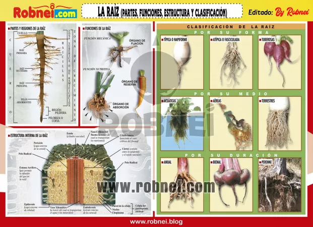 Lamina de LA RAIZ PARTES FUNCIONES ESTRUCTURA Y CLASIFICACION