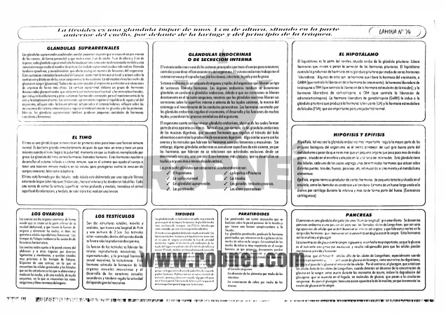 Lamina de SISTEMA ENDOCRINO O GLANDULAR con texto